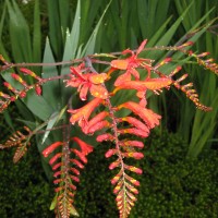 Crocosmia 'lucifer'